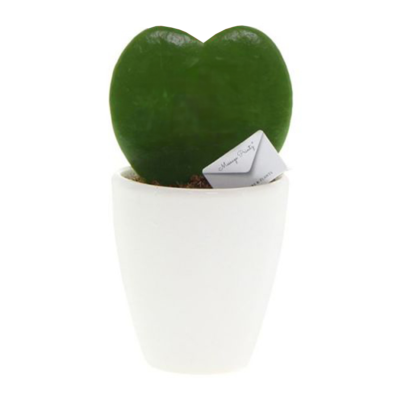 Hjerteplante - Billede 2